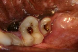 dental decay also know as dental caries in dogs